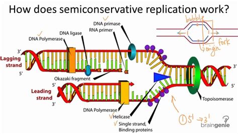 semiconservative replication of dna means _________|semi conservative meaning in biology.